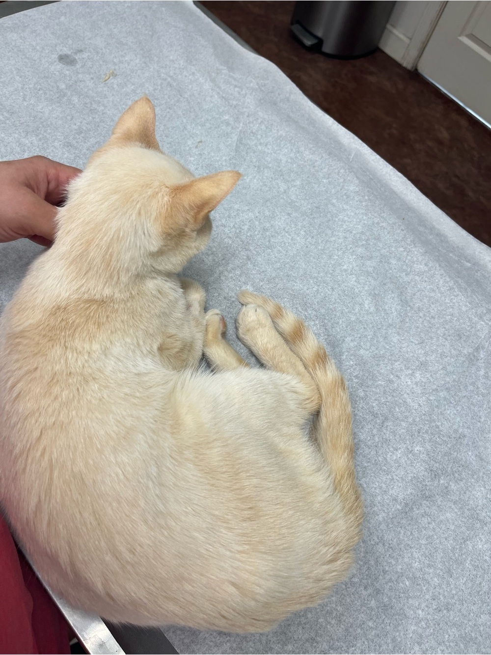 Cat Care - All Proceeds Go To Them 🐈⬛ - Picture 6 of 6